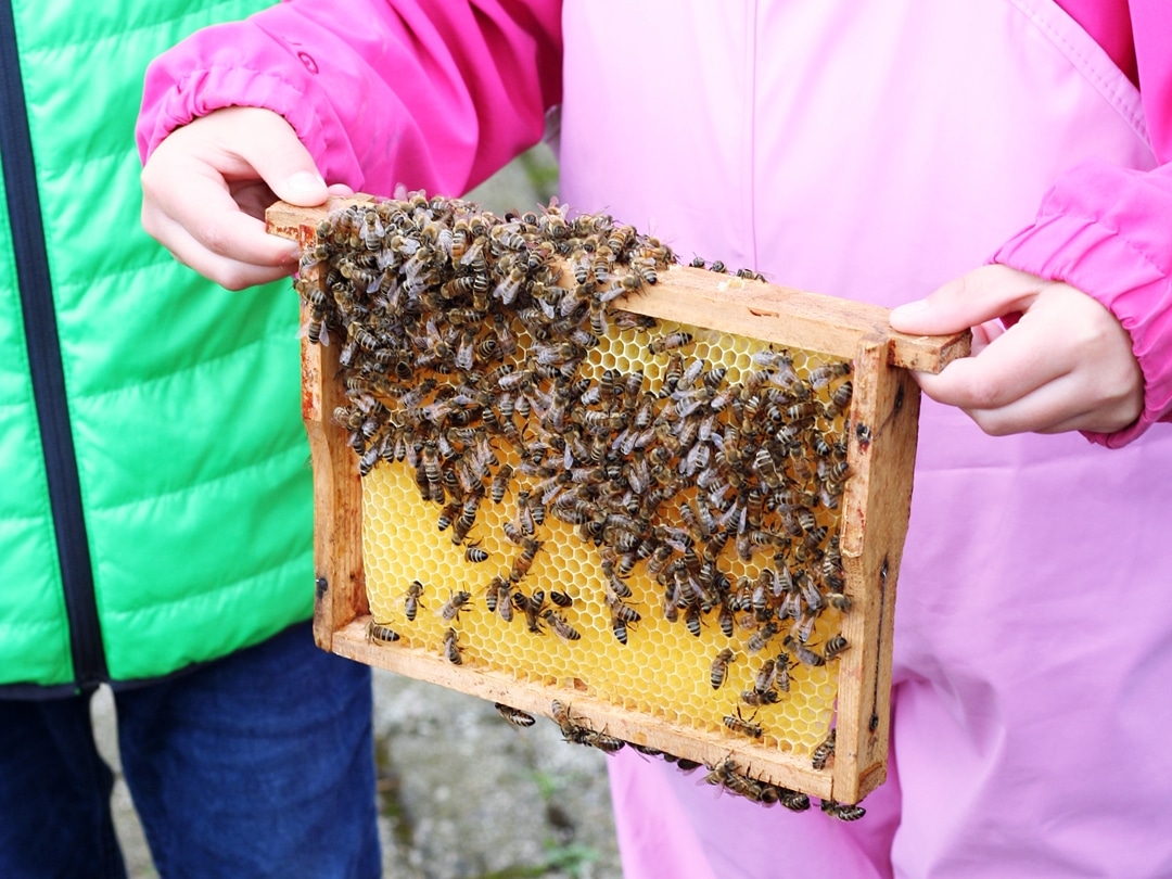 Bienenwaben in Kinderhände