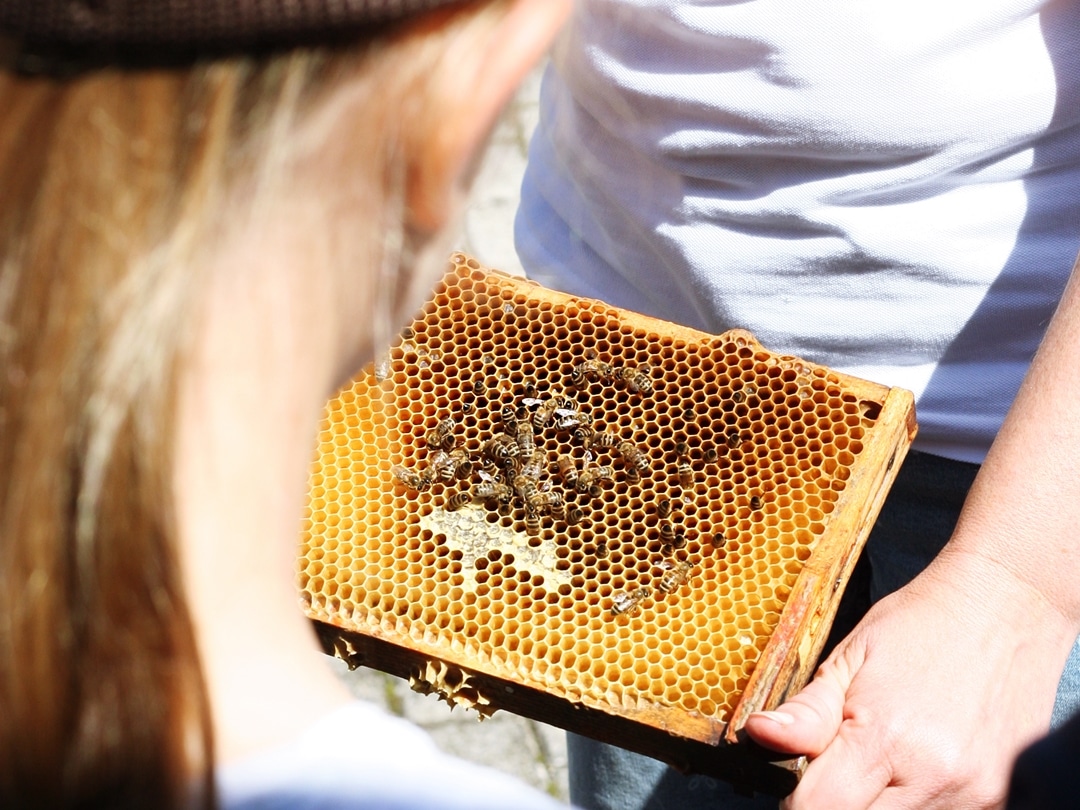 Simone zeigt eine Bienenwabe mit Bienen darauf